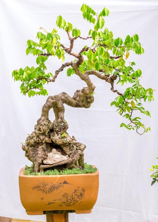 Bonsai Villa Hoi An Zewnętrze zdjęcie