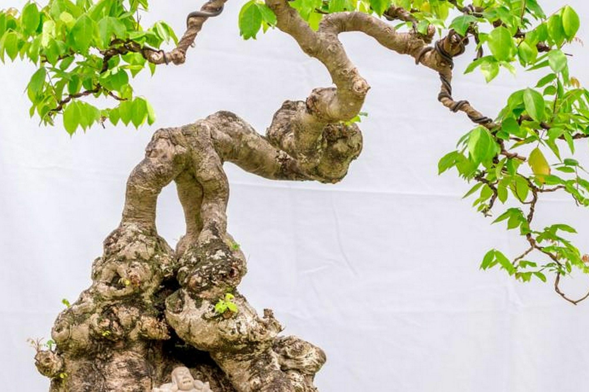 Bonsai Villa Hoi An Zewnętrze zdjęcie